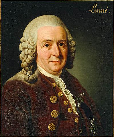 Image:Carl von Linn&eacute;.jpg