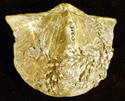 A Devonian spiriferid brachiopod from Ohio which served as a host substrate for a colony of hederelloids. The specimen is 5 cm wide.