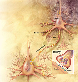Action potentials arriving at the synapses of the upper right neuron stimulate currents in its dendrites; these currents depolarize the membrane at its axon hillock, provoking an action potential that propagates down the axon to its synaptic knobs, releasing neurotransmitter and stimulating the post-synaptic neuron (lower left).