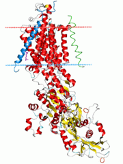 Ribbon diagram of the sodium&ndash;potassium pump in its E2-Pi state. The estimated boundaries of the lipid bilayer are shown as blue (intracellular) and red (extracellular) planes.