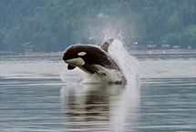 To travel quickly, Orcas leap out of the water when swimming &ndash; a behavior known as porpoising.