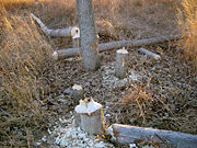 These trees, up to 250&nbsp;mm (9.8&nbsp;in) in diameter, felled by beavers in one night.