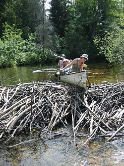 Canoeists try unsuccessfully to run a beaver dam in Algonquin Park.  The dam is about 1&nbsp;m (3.3&nbsp;ft) high.
