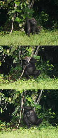 A female gorilla exhibiting tool use by using a tree trunk as a support whilst fishing.