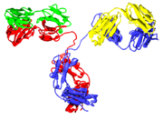 Several immunoglobulin domains make up the two heavy chains (red and blue) and the two light chains (green and yellow) of an antibody. The immunoglobulin domains are composed of between 7 (IgC) and 9 (IgV) &beta;-strands. See also: [1]
