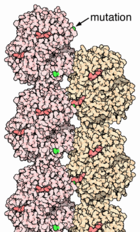 A single amino acid change causes hemoglobin to form fibers.