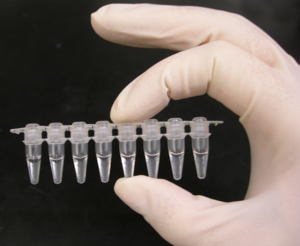 A strip of eight PCR tubes, each containing a 100&mu;l reaction.