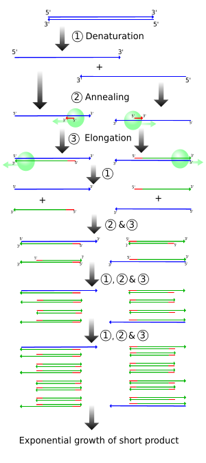 Figure 2: Schematic drawing of the PCR cycle. (1) Denaturing at 94-96&deg;C. (2) Annealing at ~65&deg;C (3) Elongation at 72&deg;C. Four cycles are shown here. The blue lines represent the DNA template to which primers (red arrows) anneal that are extended by the DNA polymerase (light green circles), to give shorter DNA products (green lines), which themselves are used as templates as PCR progresses.