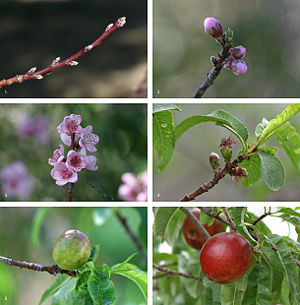 The development sequence of a typical drupe, the nectarine (Prunus persica) over a 7&frac12; month period, from bud formation in early winter to fruit ripening in midsummer (see image page for further information)