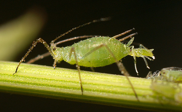 Image:Aphid-giving-birth.jpg