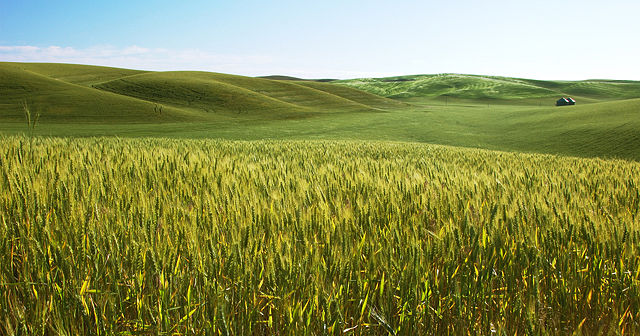 Image:Fields of gold.jpg