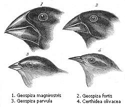 Geographical isolation of finches on the Gal&aacute;pagos Islands produced over a dozen new species.