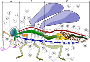 Insect anatomy  A- Head &nbsp; B- Thorax &nbsp; C- Abdomen      1. antenna    2. ocelli (lower)    3. ocelli (upper)    4. compound eye    5. brain (cerebral ganglia)    6. prothorax    7. dorsal blood vessel    8. tracheal tubes (trunk with spiracle)    9. mesothorax   10. metathorax   11. forewing   12. hindwing   13. mid-gut (stomach)   14. dorsal blood vessel ("aorta")   15. ovary   16. hind-gut (intestine, rectum & anus)   17. anus   18. oviduct   19. nerve chord (abdominal ganglia)   20. Malpighian tubes   21. tarsal pads   22. claws   23. tarsus   24. tibia   25. femur   26. trochanter   27. fore-gut (crop, gizzard)   28. thoracic ganglion   29. coxa   30. salivary gland   31. subesophageal ganglion   32. mouthparts 
