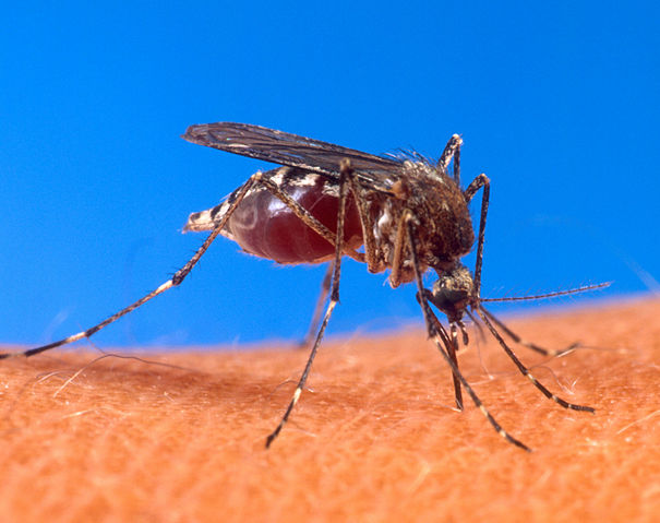 Image:Aedes aegypti biting human.jpg