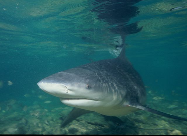 Image:Bullshark.JPG
