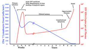 A generalized graph of the relationship between HIV copies (viral load) and CD4 counts over the average course of untreated HIV infection; any particular individual's disease course may vary considerably. &nbsp;&nbsp;&nbsp;&nbsp;&nbsp;&nbsp;&nbsp;&nbsp;&nbsp;&nbsp;&nbsp;&nbsp;&nbsp;&nbsp;&nbsp;&nbsp;&nbsp;&nbsp;&nbsp;&nbsp; CD4+ T cell count (cells per &micro;L) &nbsp;&nbsp;&nbsp;&nbsp;&nbsp;&nbsp;&nbsp;&nbsp;&nbsp;&nbsp;&nbsp;&nbsp;&nbsp;&nbsp;&nbsp;&nbsp;&nbsp;&nbsp;&nbsp;&nbsp; HIV RNA copies per&nbsp;mL of plasma