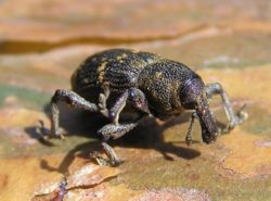 Hylobius abietis, a weevil