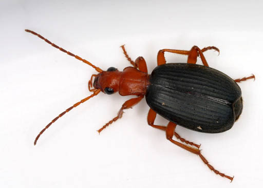 Image:Brachinus spPCCA20060328-2821B.jpg