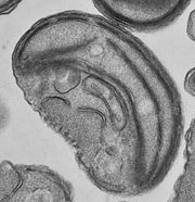 Ostreococcus is the smallest known free living eukaryote with an average size of 0.8 &micro;m.