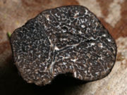 Black P&eacute;rigord Truffle (Tuber melanosporum), cut in half.