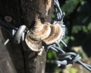 Fungi on a fence post near Oros&iacute;, Costa Rica.