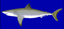Carcharodon carcharias