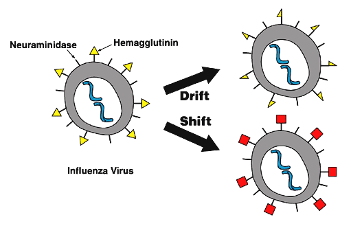 Image:Antigenic drift vs shift.png
