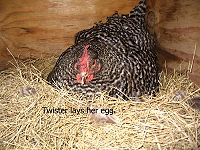 A Dominique Hen sitting.
