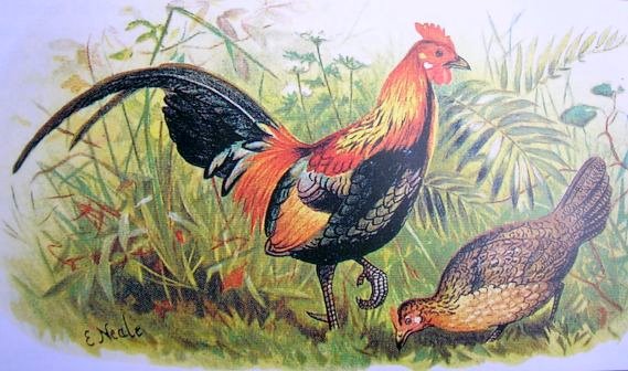 Image:Red junglefowl hm.jpg