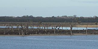 Image:Murray berri.jpg