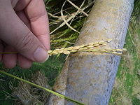 Japanese short-grain rice