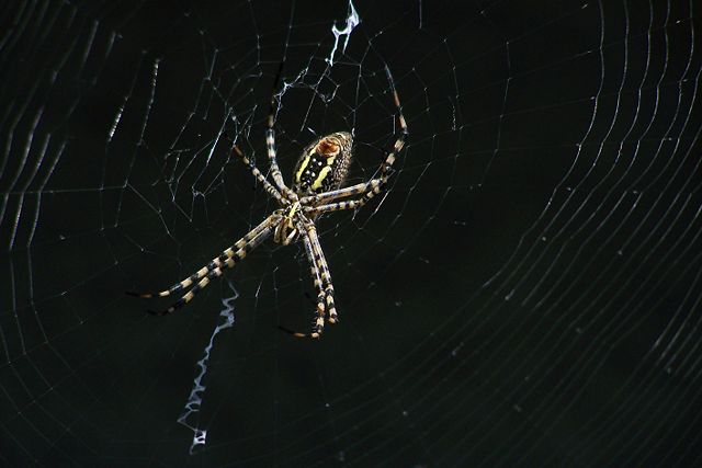 Image:Ara&ntilde;a.jpg