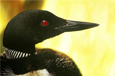 Image:Great northern diver.jpg