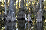 Everglades National Park in Southern Florida