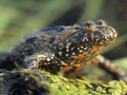 European Fire-bellied Toad (Bombina&nbsp;bombina)