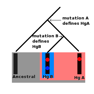 &nbsp;&nbsp;&nbsp;&nbsp;&nbsp;Ancestral Haplogroup &nbsp;&nbsp;&nbsp;&nbsp;&nbsp;Haplogroup A (Hg A)&nbsp;&nbsp;&nbsp;&nbsp;&nbsp;Haplogroup B (Hg B) All of these molecules are part of the ancestral haplogroup, but at some point in the past a mutation occurred in the ancestral molecule, mutation A, which produced a new lineage, this is haplogroup A and is defined by mutation A, at some more recent point in the past a new mutation, mutation B, occurred in a person carrying haplogroup A, mutation B defined haplogroup B, haplogroup B is a subgroup, or subclade of haplogroup A, both haplogrups A and B are subclades of the ancestral haplogroup.