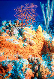 Orange elephant ear sponge, Agelas clathrodes, in foreground. Two corals in the background: a sea fan, Iciligorgia schrammi, and a sea rod, Plexaurella nutans.