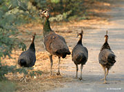 Indian Peahen with Immatures at Hodal in Faridabad District of Haryana, India.