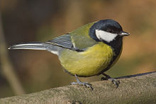 Male Birdsong&nbsp;(help&middot;info)