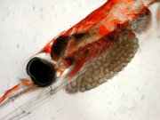 The head of a female krill of the sac-spawning species Nematoscelis difficilis with her brood sac. The eggs have a diameter of 0.3&ndash;0.4&nbsp;mm.