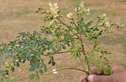 leaves with flowers in Kolkata, West Bengal, India.