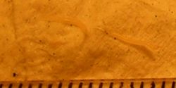 Two pinworms, captured on emergence from the anus. Markings are 1&nbsp;mm apart