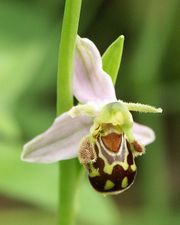 Bee orchid evolved to mimic a female bee to attracts male bee pollinators