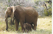 Female African elephant with calf, in Kenya.