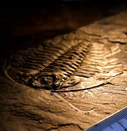 A fossilized trilobite, an ancient type of arthropod.  This specimen, from the Burgess shale, preserves "soft parts" &ndash; the antennae and legs.