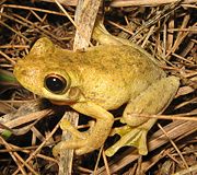 Tyler's Tree Frog (Litoria tyleri) illustrates large toe pads and webbed feet.